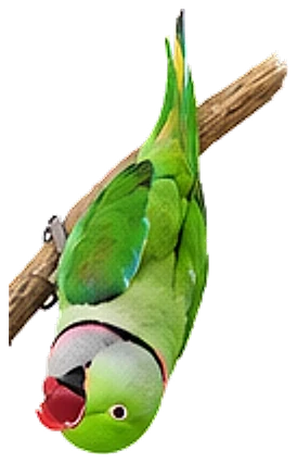 An Alexandrine parakeet, hanging upside down from a branch