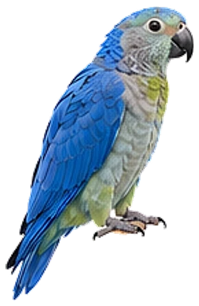 A blue-backed parrot, perched