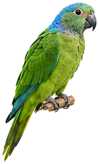 A blue-naped parrot, perched