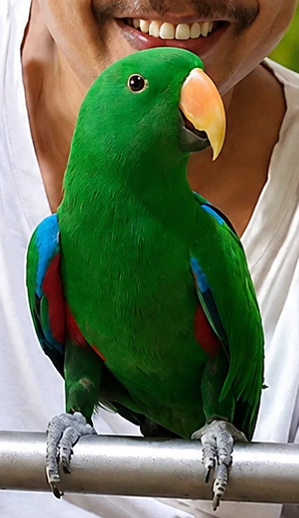 A green male eclectus parrot
