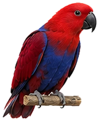 An eclectus parrot, the red and violet female
