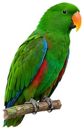 An eclectus parrot, perched