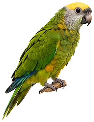 A gold-capped conure, perched
