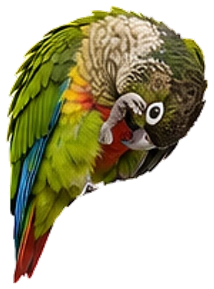 A green-cheek conure, preening its feathers