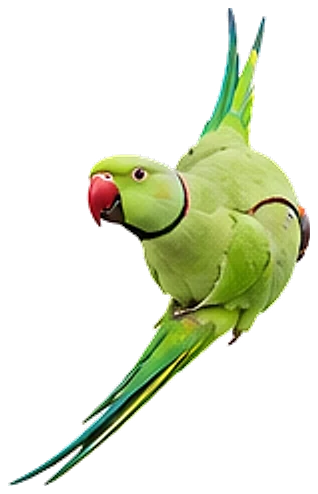 An Indian ringneck parakeet, swooping in flight