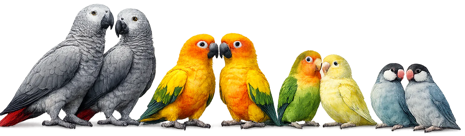 African greys, sun conures and lovebirds lined up on a perch
