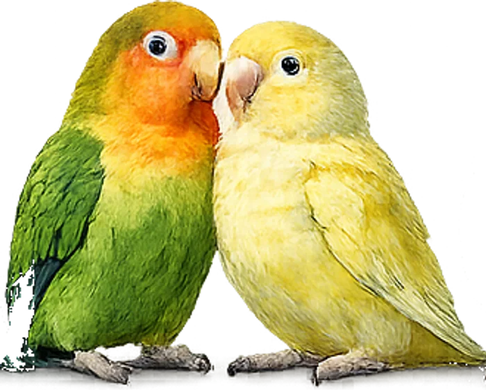 A pair of lovebirds