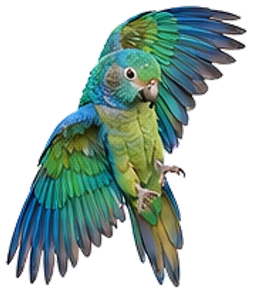 A St. Thomas conure, wings spread in flight