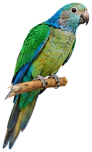 A St. Thomas conure, perched