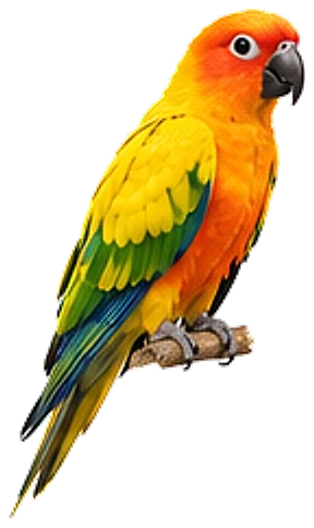 A sun conure, perched