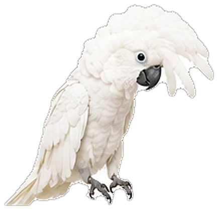 An umbrella cockatoo, crest raised, leaning in