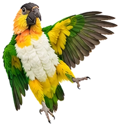 A white-bellied caique, hopping with wings open