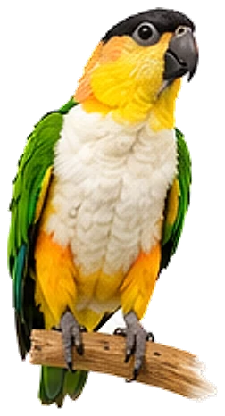 A white-bellied caique, perched